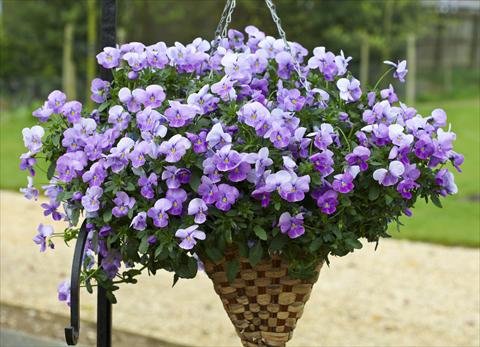 Photo de variété de fleurs à utiliser comme: Pot et Plante à massif Viola cornuta Freefall Lavender