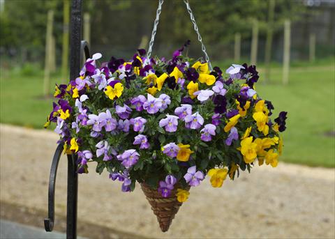 Photo de variété de fleurs à utiliser comme: Pot et Plante à massif Viola cornuta Freefall Mixed