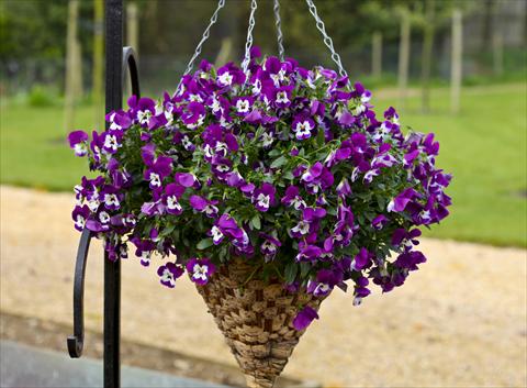 Photo de variété de fleurs à utiliser comme: Pot et Plante à massif Viola cornuta Freefall Purple White Face