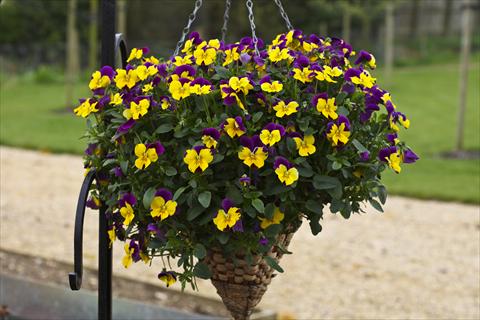 Photo de variété de fleurs à utiliser comme: Pot et Plante à massif Viola cornuta Freefall Purple Wing
