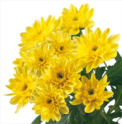 Photo de variété de fleurs à utiliser comme: Fleur coupée Chrysanthemum Baltica Yellow