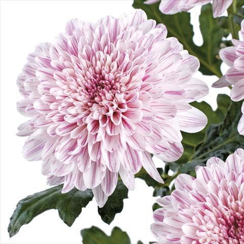 Photo de variété de fleurs à utiliser comme: Fleur coupée Chrysanthemum Bombini