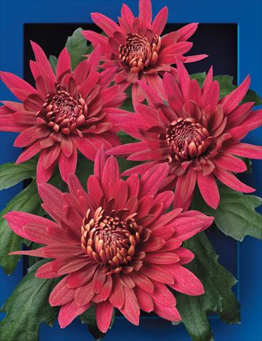 Photo de variété de fleurs à utiliser comme: Fleur coupée Chrysanthemum Manya
