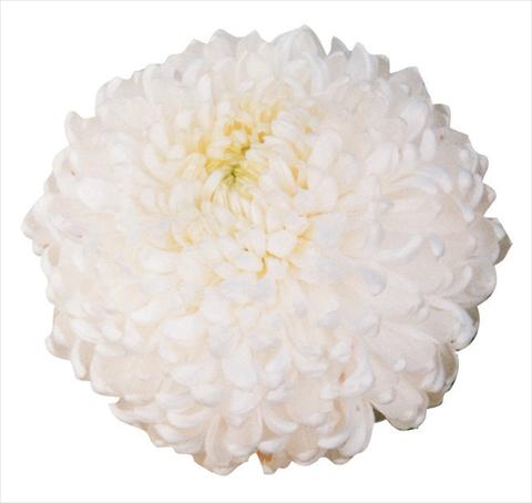 Photo de variété de fleurs à utiliser comme: Fleur coupée Chrysanthemum Palisade