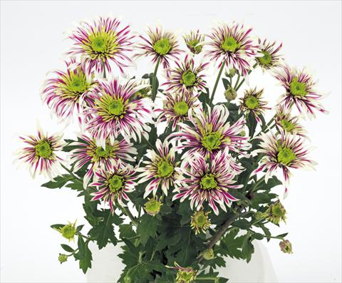 Photo de variété de fleurs à utiliser comme: Fleur coupée Chrysanthemum Saba
