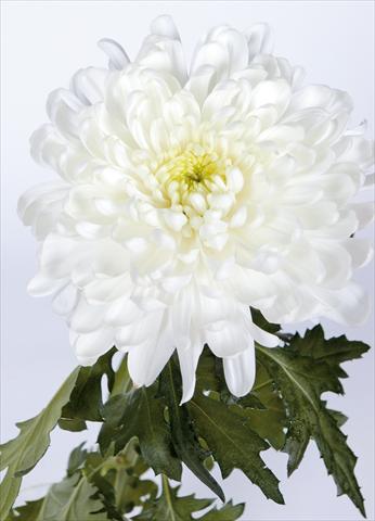 Photo de variété de fleurs à utiliser comme: Fleur coupée Chrysanthemum Salvador