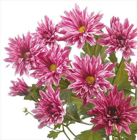Photo de variété de fleurs à utiliser comme: Fleur coupée Chrysanthemum Stellini