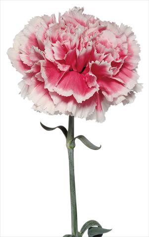 Photo de variété de fleurs à utiliser comme: Fleur coupée Dianthus caryophyllus Buffalmacco