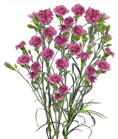 Photo de variété de fleurs à utiliser comme: Fleur coupée Dianthus caryophyllus Clemente