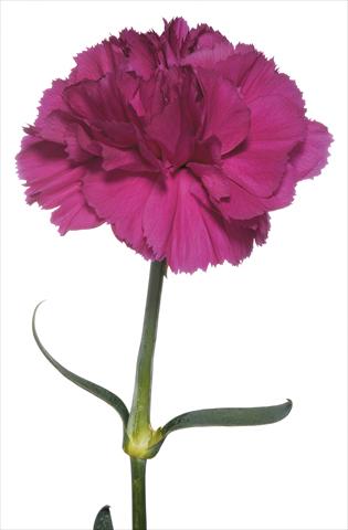 Photo de variété de fleurs à utiliser comme: Fleur coupée Dianthus caryophyllus Ghirlandaio
