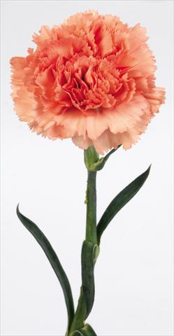 Photo de variété de fleurs à utiliser comme: Fleur coupée Dianthus caryophyllus Lippi arancio puro