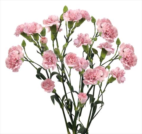 Photo de variété de fleurs à utiliser comme: Fleur coupée Dianthus caryophyllus Mino