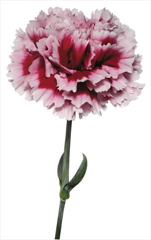 Photo de variété de fleurs à utiliser comme: Fleur coupée Dianthus caryophyllus Parmigianino