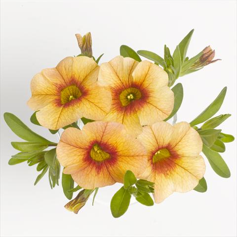 Photo de variété de fleurs à utiliser comme: Suspension / pot Calibrachoa RED FOX Aloha® Tiki Orange