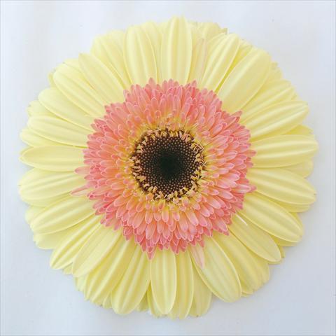 photo of flower to be used as: Pot Gerbera jamesonii Febe