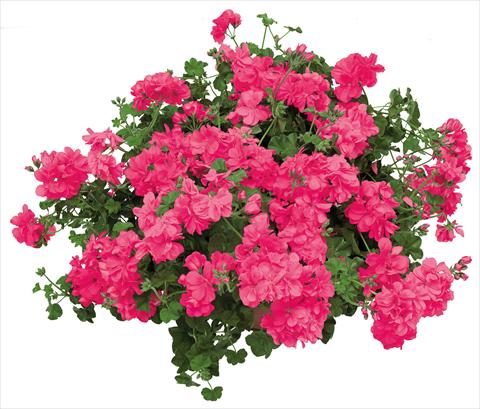Photo de variété de fleurs à utiliser comme: Pot, patio, Suspension Pelargonium peltatum Universe Giada