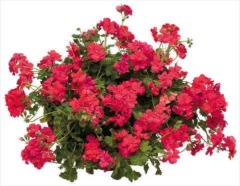 Photo de variété de fleurs à utiliser comme: Pot, patio, Suspension Pelargonium peltatum Universe Veneri