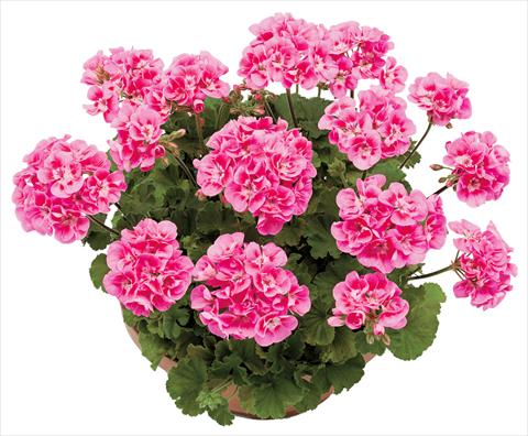 Photo de variété de fleurs à utiliser comme: Pot, Plante à massif, patio Pelargonium zonale OpenEyes Deep Pink Dark Eye