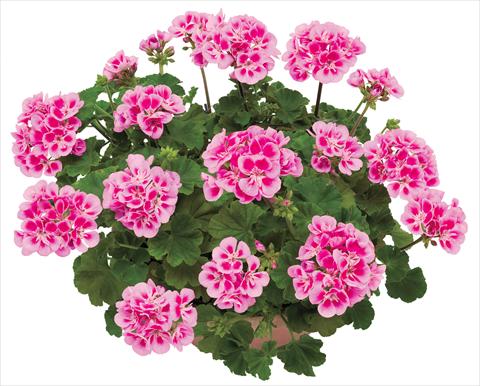 Photo de variété de fleurs à utiliser comme: Pot, Plante à massif, patio Pelargonium zonale OpenEyes Deep Pink Red Eye