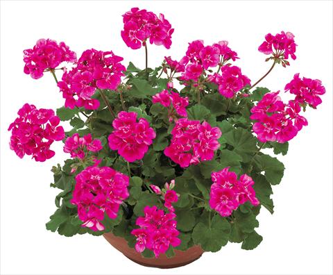 Photo de variété de fleurs à utiliser comme: Pot, Plante à massif, patio Pelargonium zonale OpenEyes Fuxia Eye