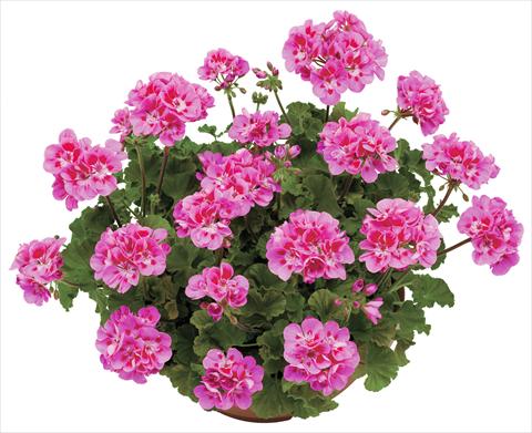 Photo de variété de fleurs à utiliser comme: Pot, Plante à massif, patio Pelargonium zonale OpenEyes Lilac Eye