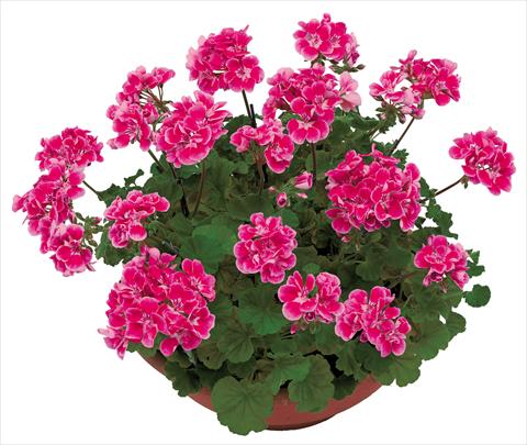 Photo de variété de fleurs à utiliser comme: Pot, Plante à massif, patio Pelargonium zonale OpenEyes Pink Fuxia