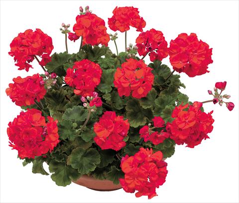 Photo de variété de fleurs à utiliser comme: Pot, Plante à massif, patio Pelargonium zonale OpenEyes Red