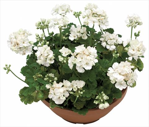 Photo de variété de fleurs à utiliser comme: Pot, Plante à massif, patio Pelargonium zonale OpenEyes White