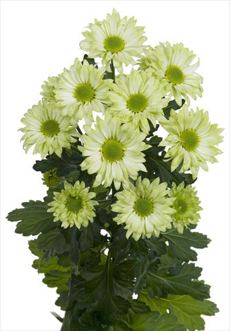 Photo de variété de fleurs à utiliser comme: Fleur coupée Chrysanthemum Green Spirit