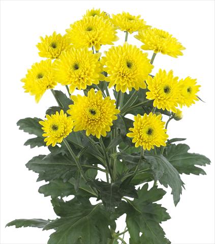 Photo de variété de fleurs à utiliser comme: Fleur coupée Chrysanthemum Ibis Sunny