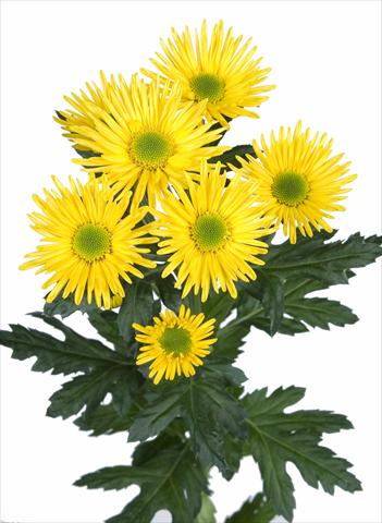 Photo de variété de fleurs à utiliser comme: Fleur coupée Chrysanthemum Korona
