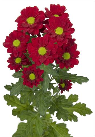 Photo de variété de fleurs à utiliser comme: Fleur coupée Chrysanthemum Redstart