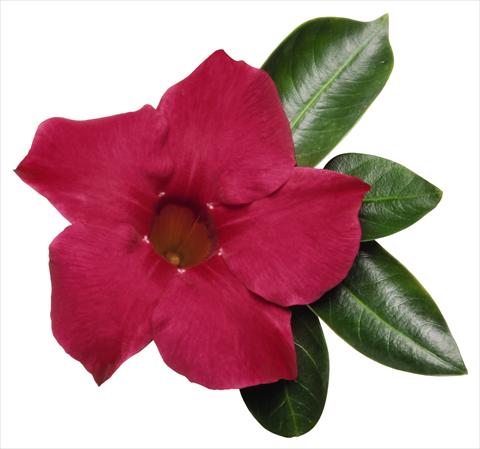 Photo de variété de fleurs à utiliser comme: Patio, pot Dipladenia (Mandevilla) Costa del Sol RED FOX Malaga Cherry
