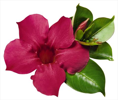 Photo de variété de fleurs à utiliser comme: Patio, pot Dipladenia (Mandevilla) Costa del Sol RED FOX Malaga Neon