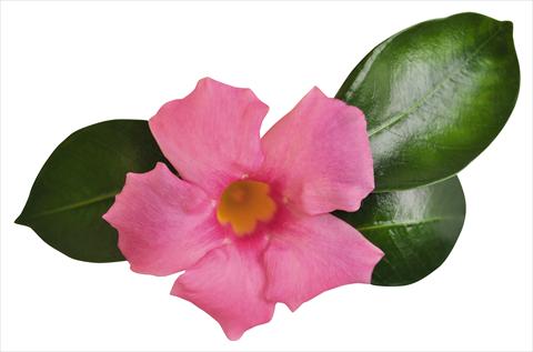Photo de variété de fleurs à utiliser comme: Patio, pot Dipladenia (Mandevilla) Costa del Sol RED FOX Malaga Pink