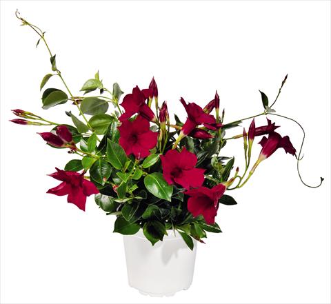 Photo de variété de fleurs à utiliser comme: Patio, pot Dipladenia (Mandevilla) Costa del Sol RED FOX Malaga Red