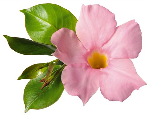 Photo de variété de fleurs à utiliser comme: Patio, pot Dipladenia (Mandevilla) Costa del Sol RED FOX Malaga Soft Pink
