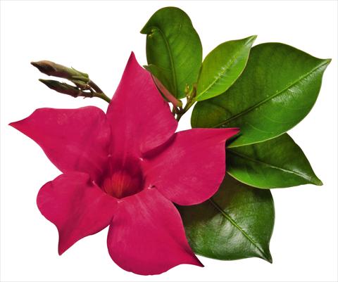 Photo de variété de fleurs à utiliser comme: Patio, pot Dipladenia (Mandevilla) Costa del Sol RED FOX Marbella Hot Pink