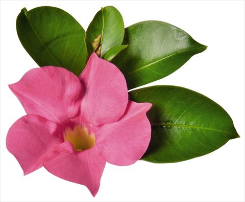 Photo de variété de fleurs à utiliser comme: Patio, pot Dipladenia (Mandevilla) Costa del Sol RED FOX Marbella Pink