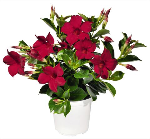 Photo de variété de fleurs à utiliser comme: Patio, pot Dipladenia (Mandevilla) Costa del Sol RED FOX Marbella Red