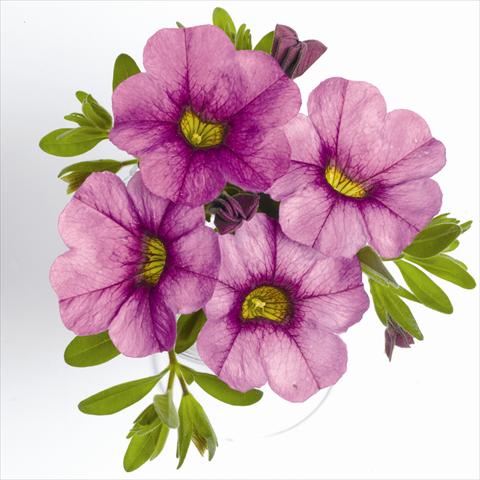 Photo de variété de fleurs à utiliser comme: Suspension / pot Calibrachoa RED FOX Aloha® Purple Sky
