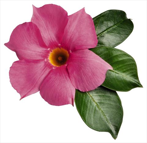 Photo de variété de fleurs à utiliser comme: Patio, pot Dipladenia (Mandevilla) Costa del Sol RED FOX Marbella Rose