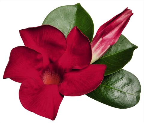 Photo de variété de fleurs à utiliser comme: Patio, pot Dipladenia (Mandevilla) Costa del Sol RED FOX Miami Red