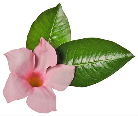 Photo de variété de fleurs à utiliser comme: Patio, pot Dipladenia (Mandevilla) Costa del Sol RED FOX Miami White Blush