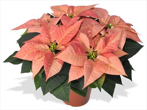 Photo de variété de fleurs à utiliser comme: Pot Poinsettia - Euphorbia pulcherrima RED FOX Viking Cinnamon