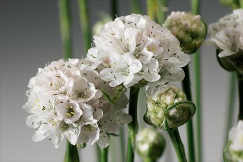 Photo de variété de fleurs à utiliser comme: Plante à massif/ plante de bordure Armeria maritima Armada™ White