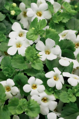 Photo de variété de fleurs à utiliser comme: Pot, patio, Suspension Bacopa (Sutera cordata) Cabana® Hot White