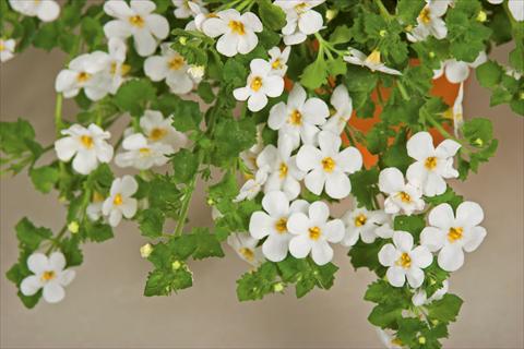 Photo de variété de fleurs à utiliser comme: Pot, patio, Suspension Bacopa (Sutera cordata) Cabana® White XL