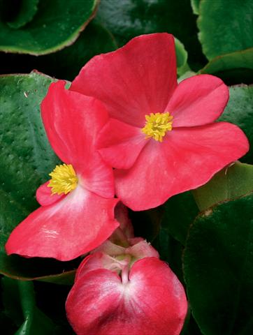 Photo de variété de fleurs à utiliser comme: Pot et Plante à massif Begonia semperflorens Volumia F1 Scarlet