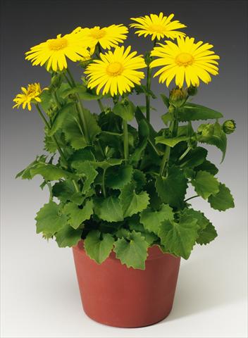 Photo de variété de fleurs à utiliser comme: Plante à massif/ plante de bordure Doronicum orientale Leonardo™